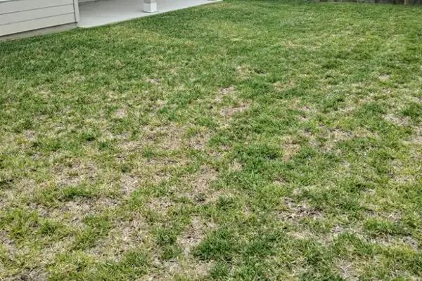 Lawn Fertilization